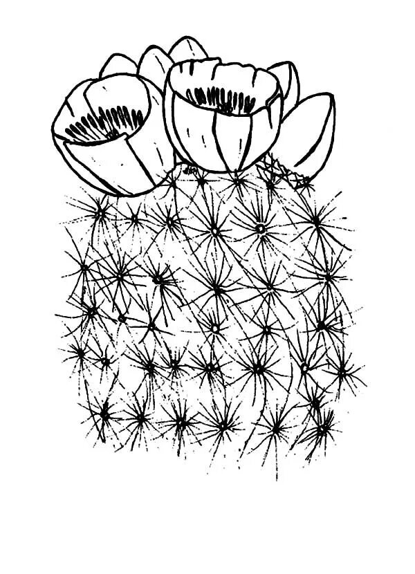 Кактус раскраска для детей распечатать Cactus in flower pot Royalty Free Vector Image