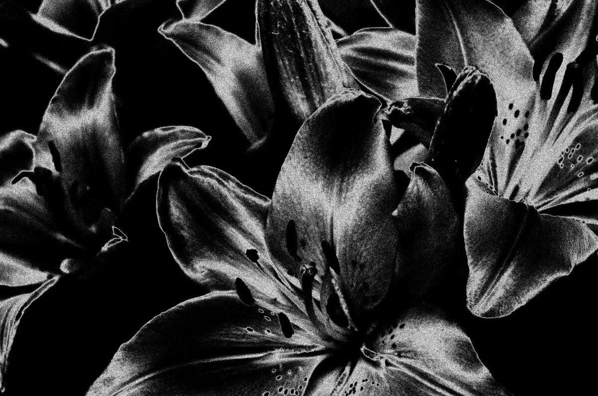 Блэк энд Брайт, микс лилии. Черные цветы. Черная Лилия. Цветы на черном фоне.
