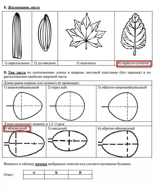 Вар по биологии 5 класс с ответами. Форма листа жилкование листа Тип листа. Сетчатое жилкование листовой пластинки у. Форма листовой пластинки клена. Типы жилкования листовой пластинки.