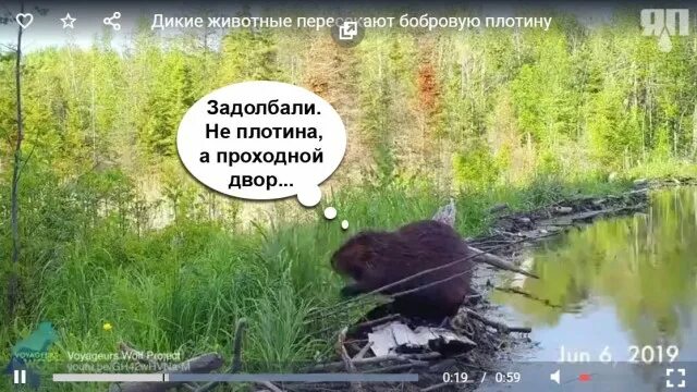 Строительство бобром плотины можно назвать деятельностью