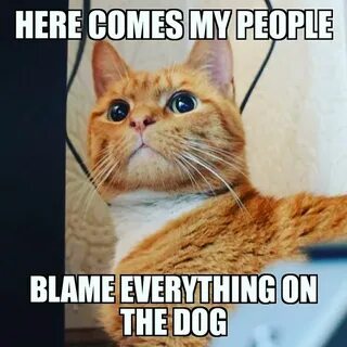 Мене котик