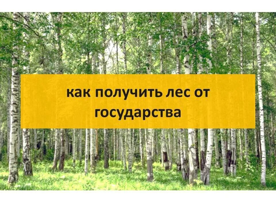 Как выписать лес