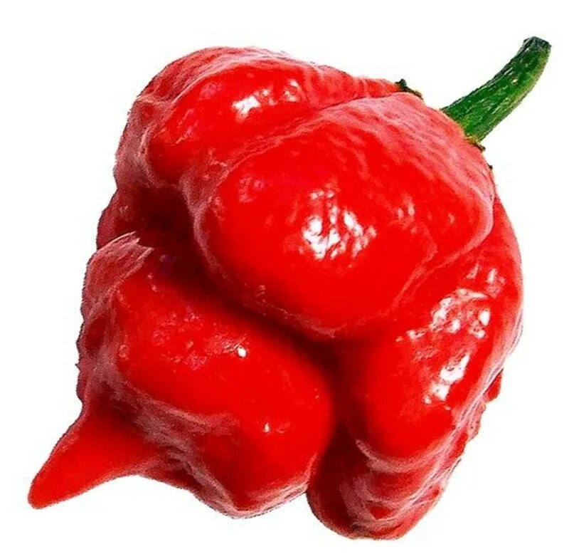 World pepper. Перец Moruga Scorpion. Перец Scorpion Trinidad. Trinidad Moruga Scorpion перец. Перец Trinidad Moruga Red Scorpion.