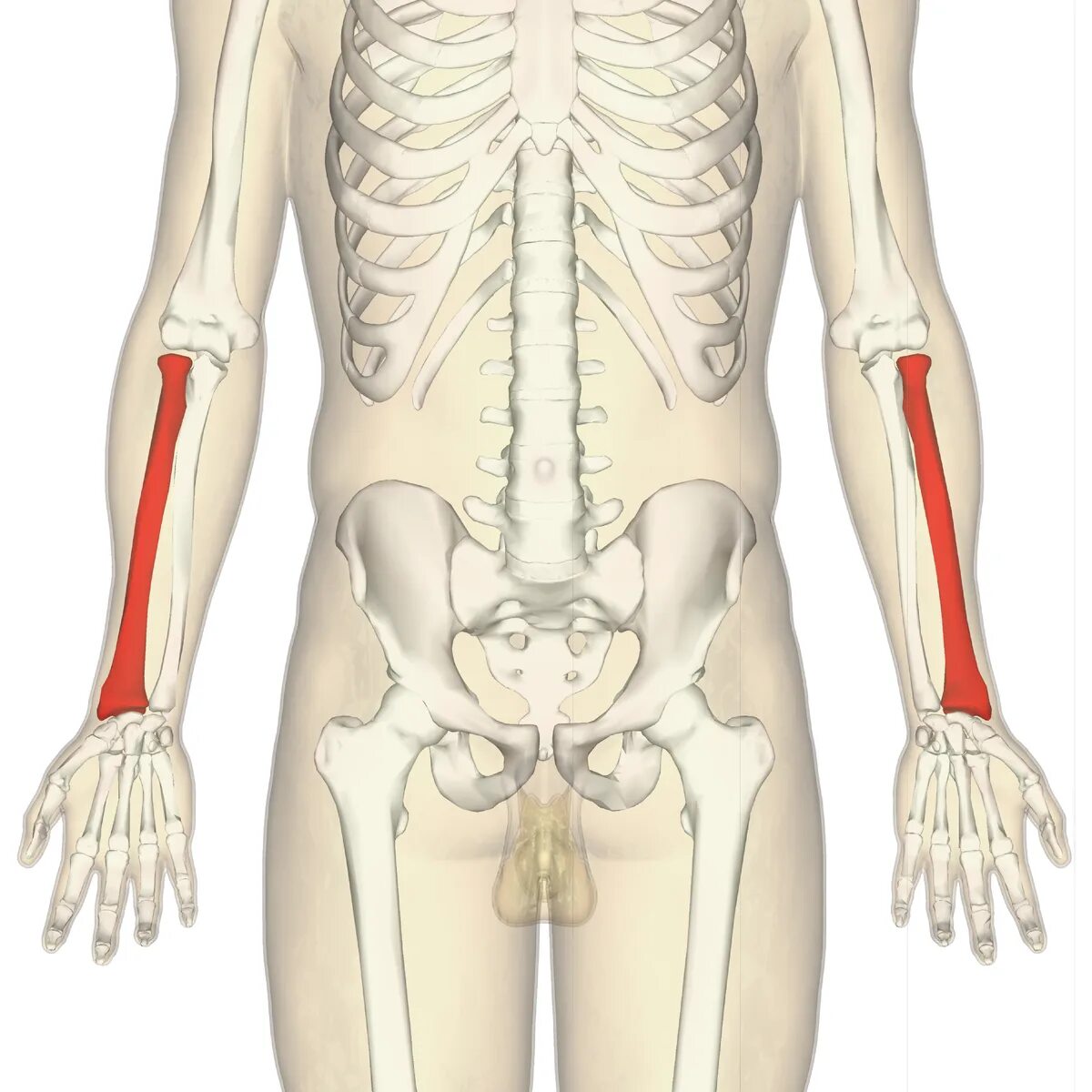 Radius кость. Лучевая кость. Скелет человека. Скелет предплечья.