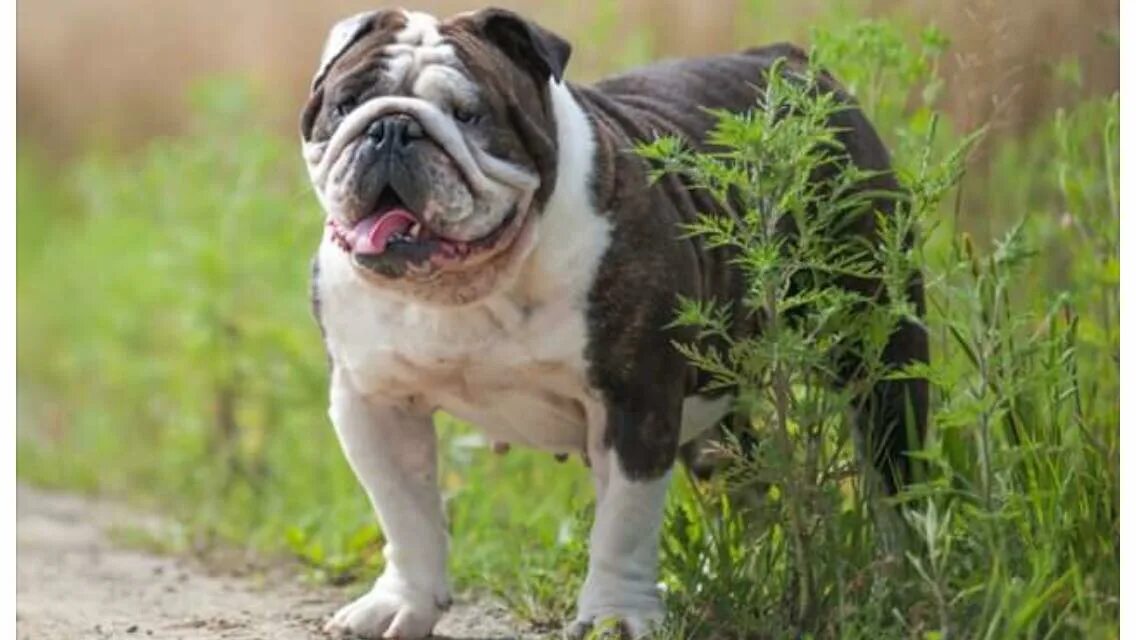 буквы помётов щенков. французские бульдоги чемпионы выставки. питомник собак породы "английский бульдог. английский лхаса бульдог метис. английские питомники собак.
