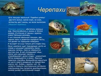 Морские животные презентация