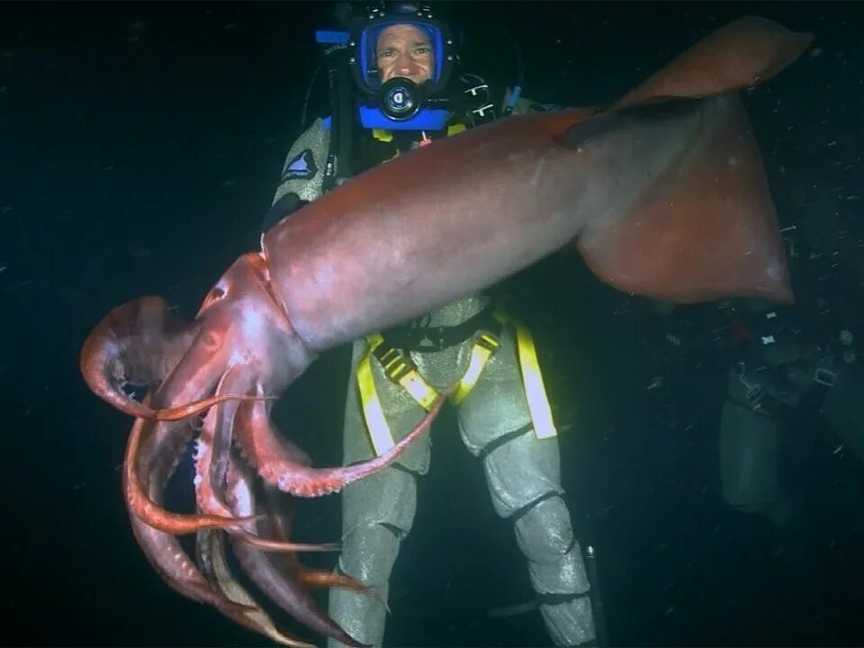 Глубоководный кальмар размеры. Кальмар Гумбольдта самый большой. Кальмар Гумбольдта строение. Глубоководный кальмар.