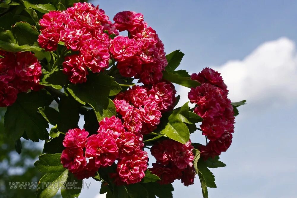 боярышник рубра. боярышник рубра плена. боярышник однопестичный rubra plena. боярышник альба плена. боярышник рубра плена.