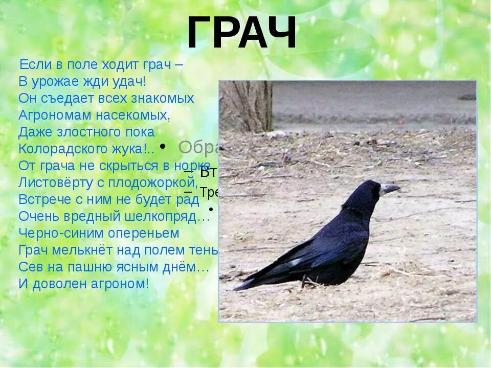 Составить 3 предложения о грачах. Расскажите о грачах. интересные факты о грачах. интересные факты о грачах для детей. рассказ про грача.