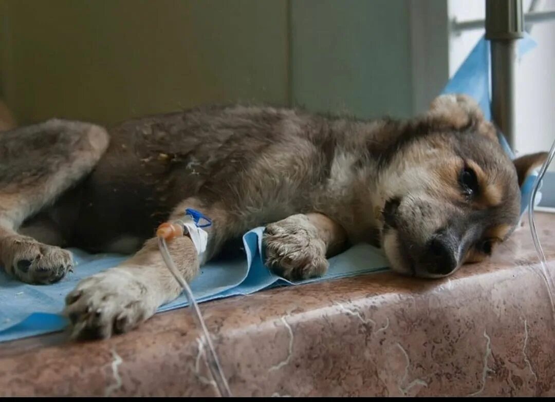 Чума у собак симптомы. Чума у собак симптомы. Чума плотоядных у собак симптомы. Чума плотоядных у собак симптомы. Чума у собак симптомы.