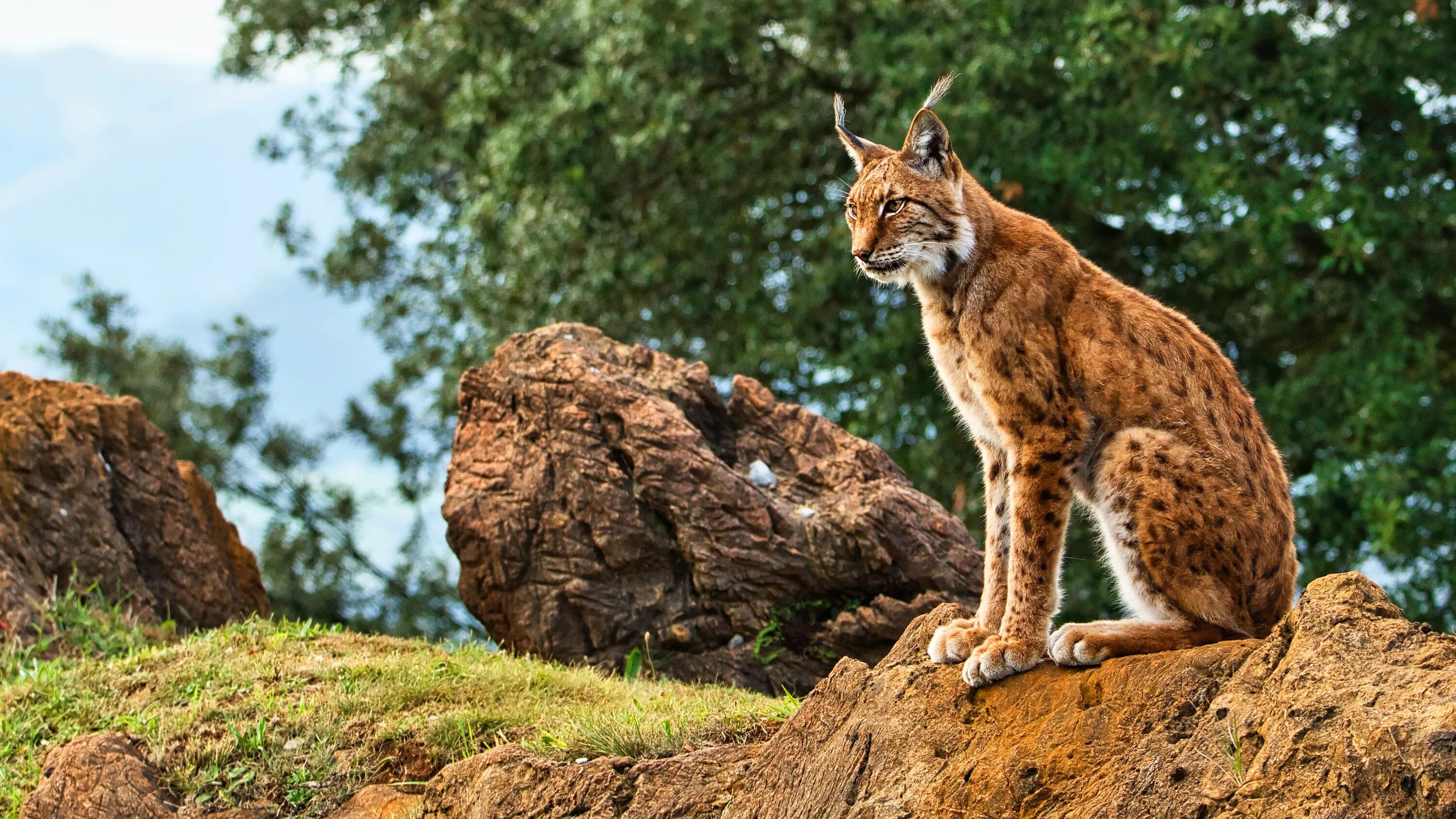 Рыси бывают. Рысь — Lynx Lynx. Рысь европейская обыкновенная. Гималайская Рысь. Беловежская пуща Рысь.