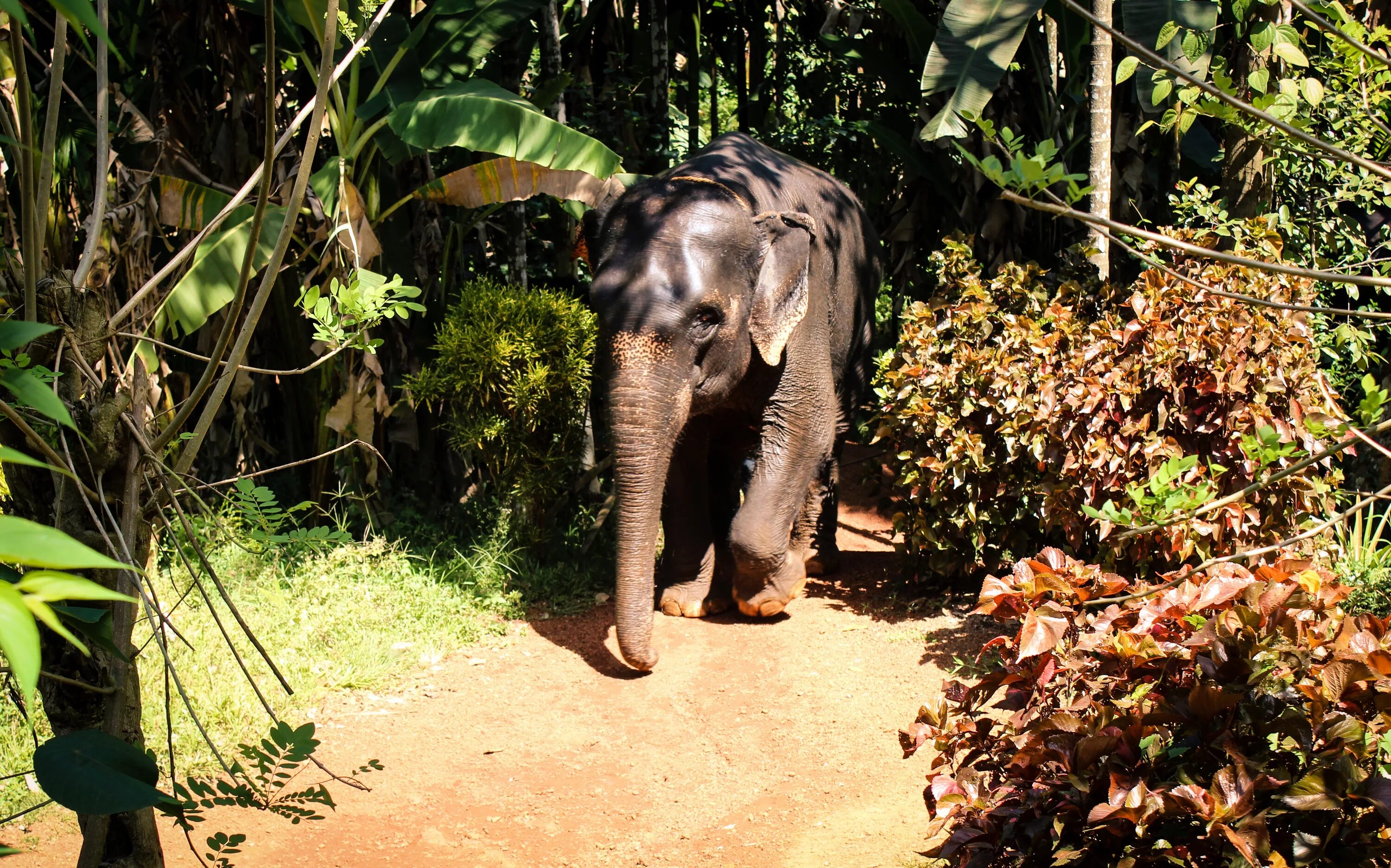 Индийский слон в тропическом лесу. Животные тропиков. Животные джунглей. Слоны в тропических лесах.
