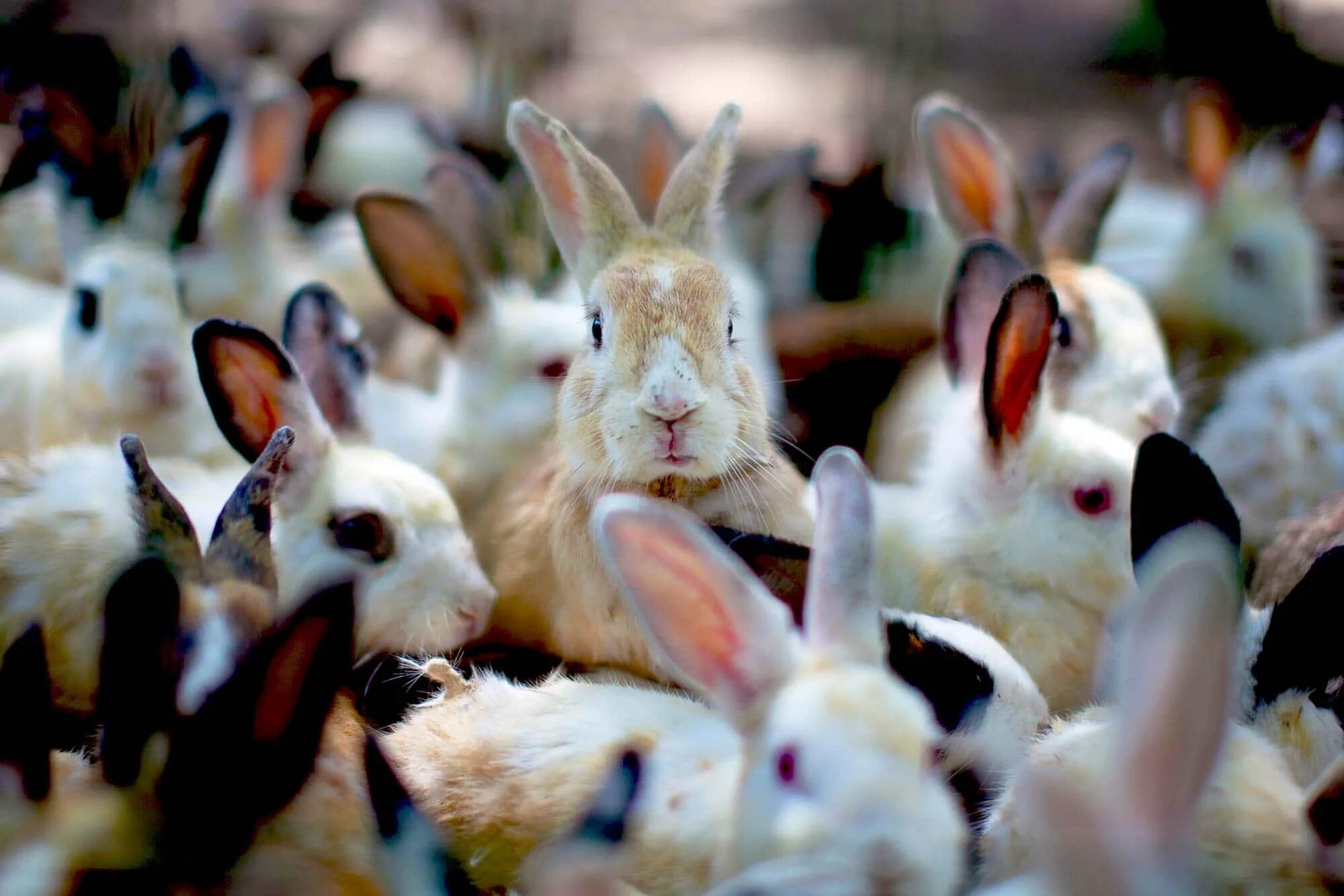 Six rabbits
