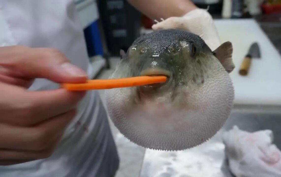 Мем рыба есть рыба. Рыба фугу ест морковку. рыба фугу с морковкой. иглобрюх мем. рыба фугу отряд.