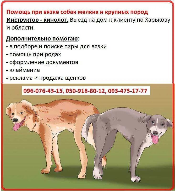 Со скольки начинается течка