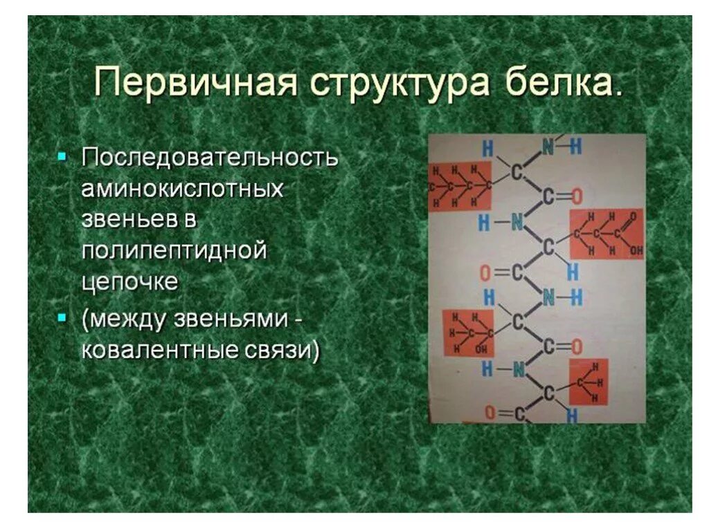 Первичная структура белка. Структурное звено белка. Структурное запно белка. Первичная последовательность белка.