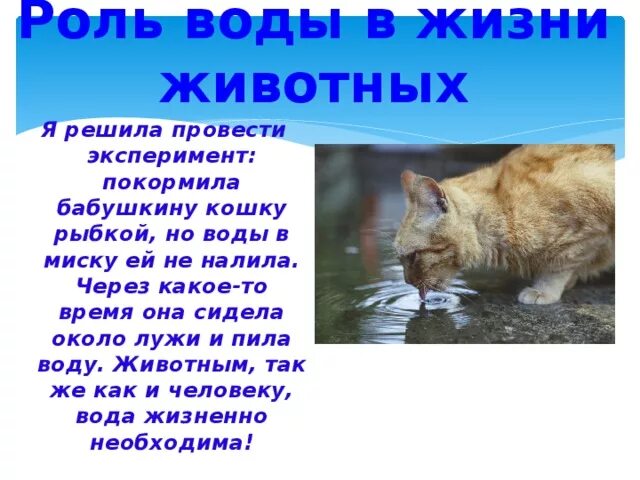 Какое значение вода имеет для животных. Какое значение вода имеет для животных