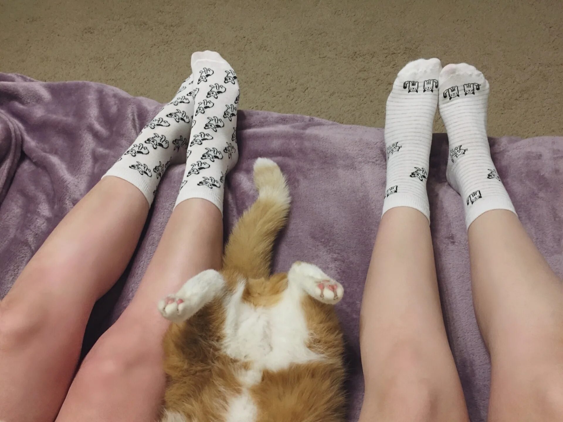 Киска в носочках. Ножки кота. Кошачья ступня. Носки для кошек. Носки с лапками на стопе.