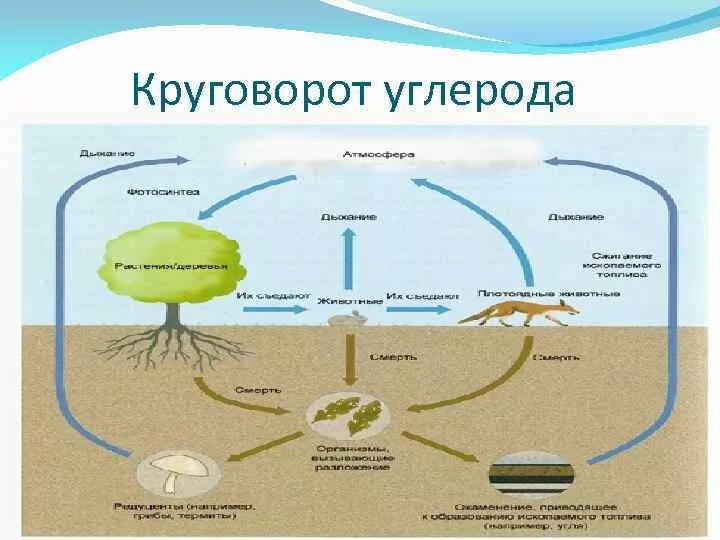 Круговорот азота. Круговорот азота и углерода в природе схема. Схема круговорота углерода в воде. Схема биологического круговорота веществ.