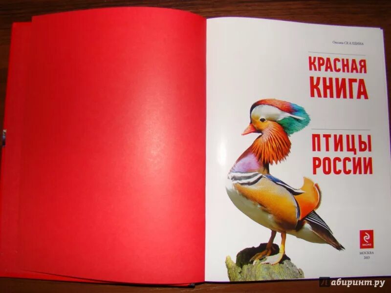 Красная книга список птиц. Птицы красной книги. Птицы красной книги России. Коасная книга птицы Росси. Красная книга Росси птицы.