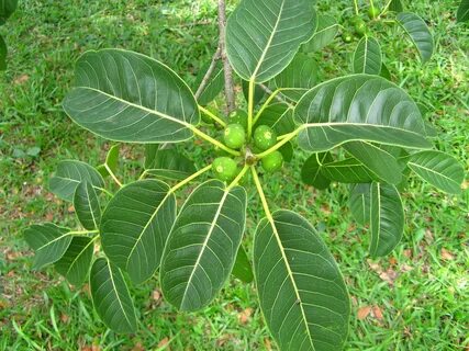 Ficus indica
