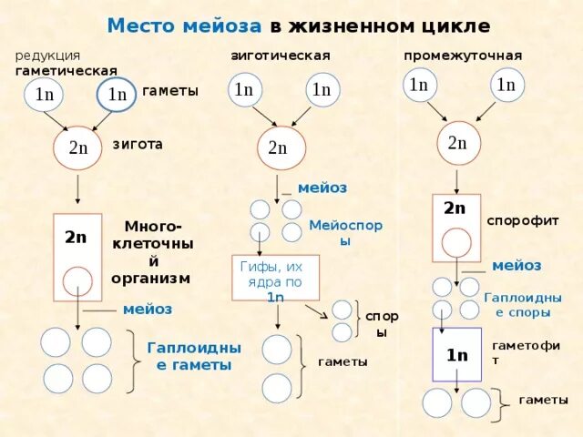 В зиготе человека содержится количество хромосом. Жизненный цикл с зиготической редукцией. Жизненный цикл гометической редукции. Жизненный цикл мейоз. Жизненный цикл с гаметической редукцией.