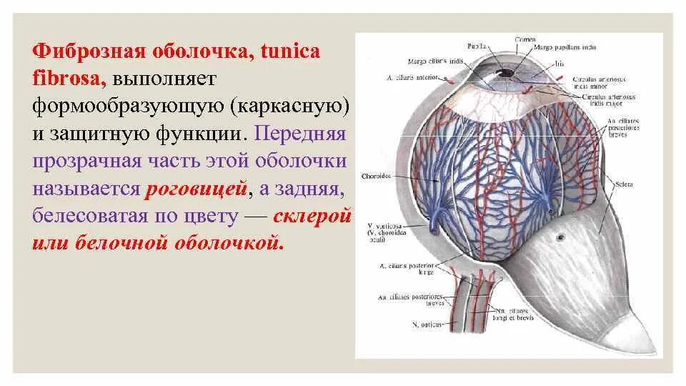 Фиброзная оболочка строение и функции. Фиброзная оболочка глазного яблока функции. Строение фиброзной оболочки глаза. Фиброзная оболочка глаза строение и функции. Наружная фиброзная оболочка глаза.