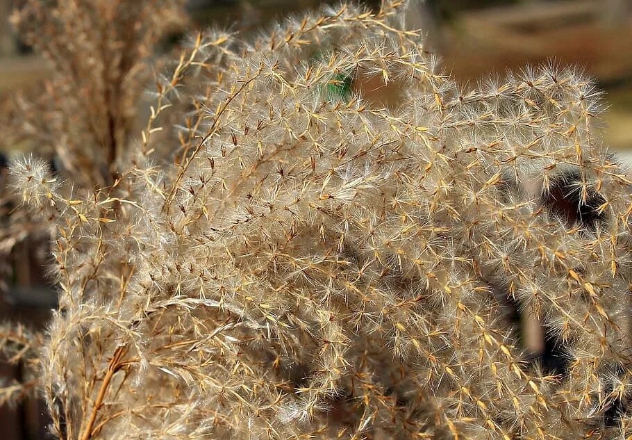 Dry plants. Сухие растения. Dried Plant. Сухая травинка крупным планом. Ларгус растение сухоцвет.