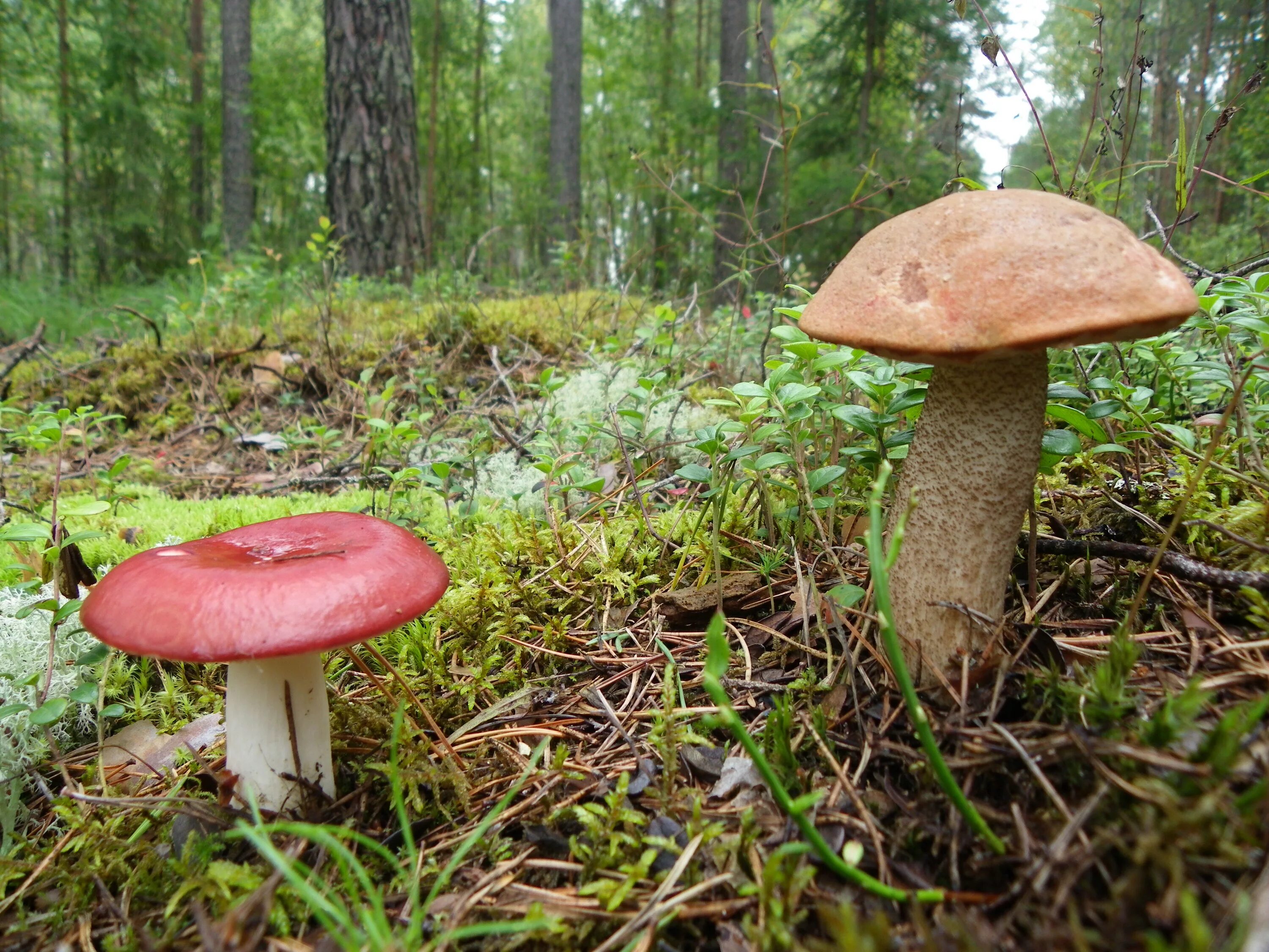 Лимацелла клейкая. Опята сыроежки. Лимацелла. Подосиновики подберезовики маслята. Опята сыроежки.
