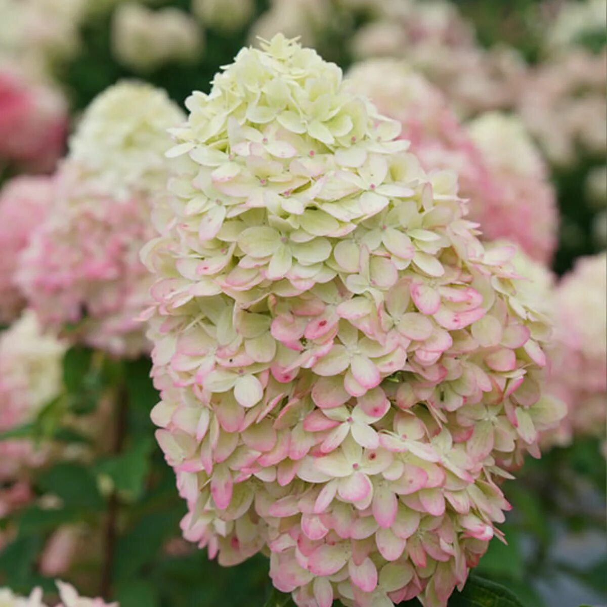 Гортензия метельчатая Hydrangea LimeLight (гортензия Лаймлайт), саженцы - купить