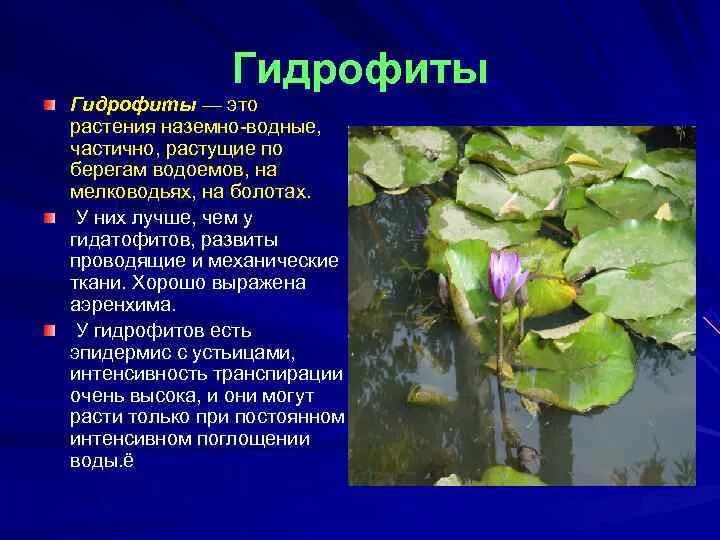 Растения гидрофиты и Гидатофиты. Гидрофиты и Суккуленты. Гидрофиты представители растений. Водные растения водные растения. Экологическая группа гидрофиты