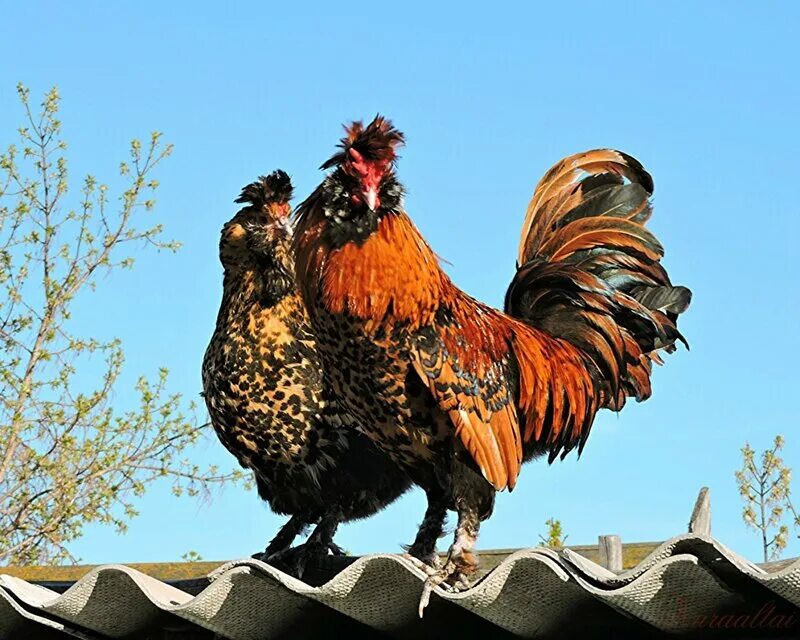 Петух породы павловский. Павловские куры карликовые. Куры павловская серебристая. Куры виандот сильвер патридж. Павловская золотистая порода кур.