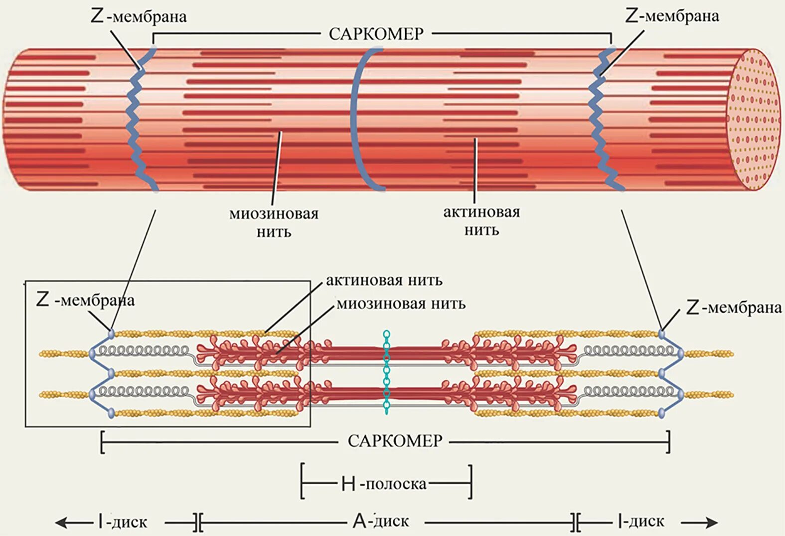 Миофибриллы состоят из. Строение саркомера мышечного волокна гистология. Мышечные волокна миофибрилла схема. Строение миофибриллы физиология. Структура саркомера физиология.
