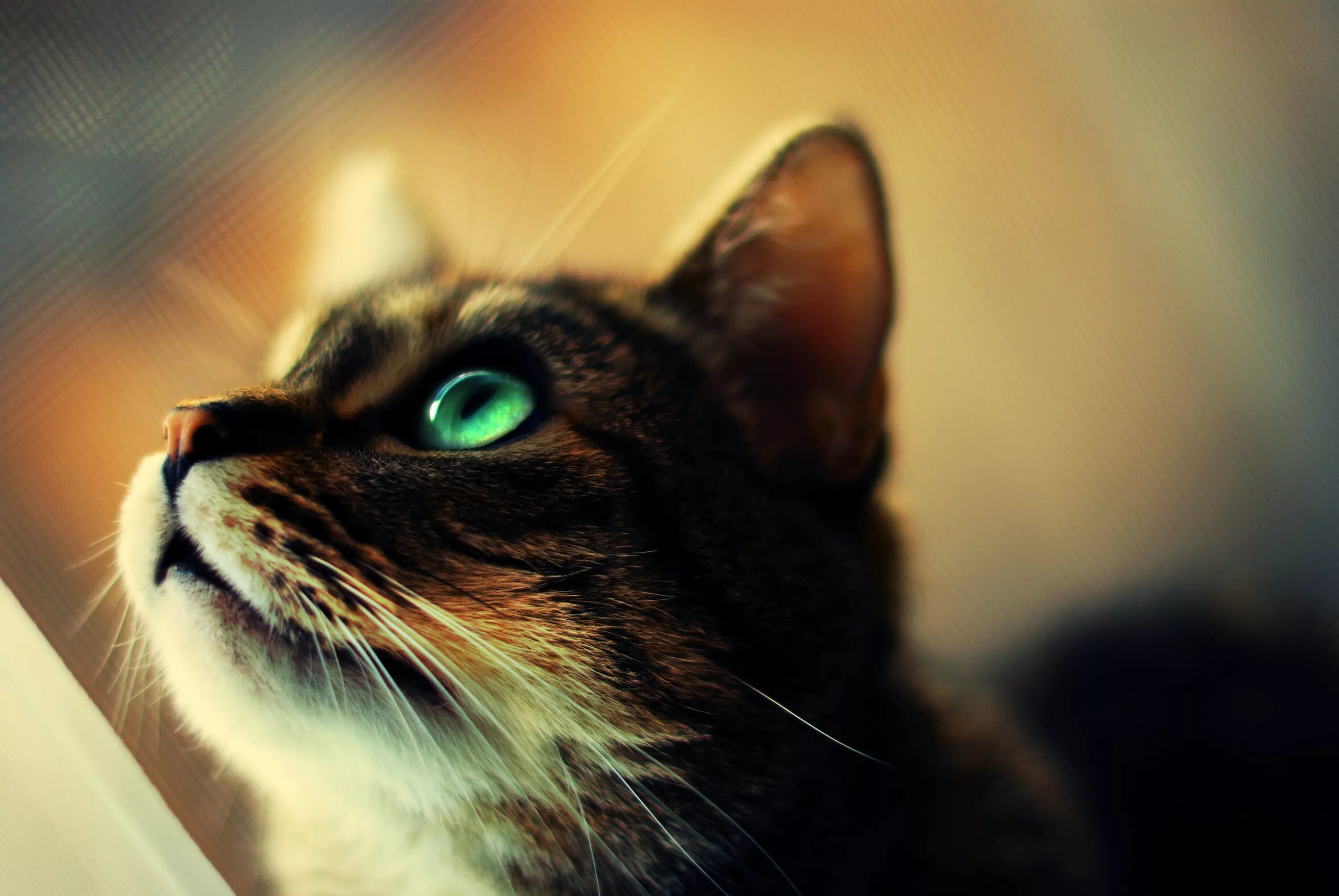 Кот дремот девушка. Котик дремоте. голова кота дремота.