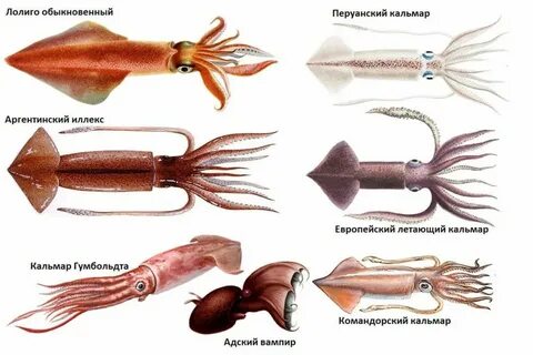 Кальмар похожие