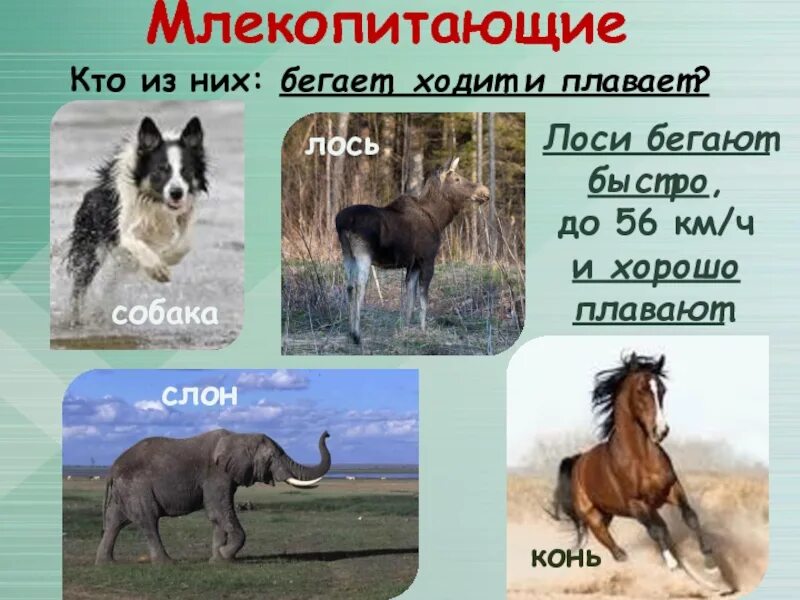 Кто из следующих животных. Млекопитающие это кто. животные которые бегающие,ходящие. какие животные быстро передвигаются. скорость передвижения животных.