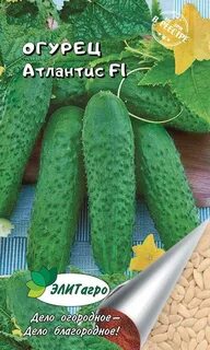 Огурцы сорт атлантис