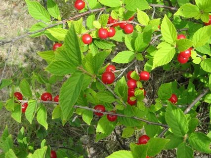Песня вишня куст