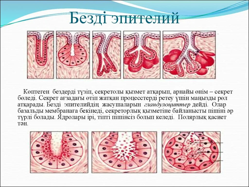 Многослойный плоский эпителий ткани. Железистая эпителиальная ткань рисунок. Классификация железистого эпителия гистология. Призматический реснитчатый эпителий. Мелкие участки некротизированного эпителия слизистой.
