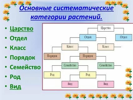 Систематика растений яблоня