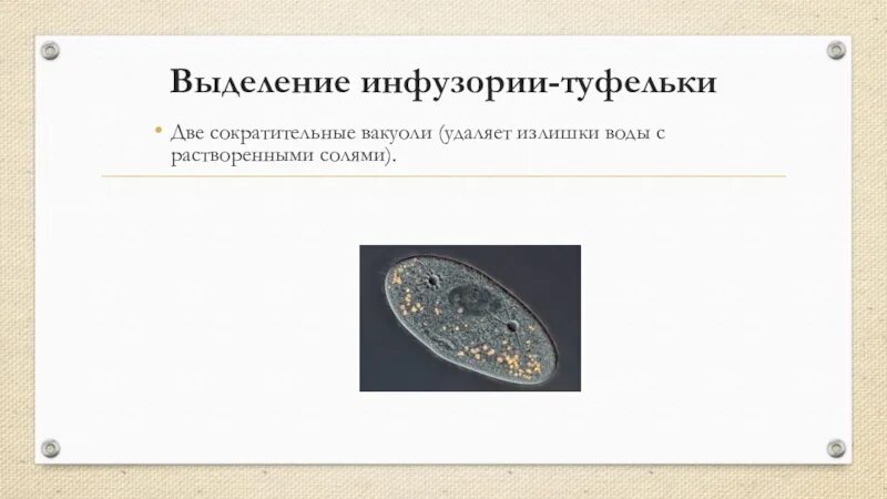 Почему изменяется выброс сократительной вакуоли. Вакуоли инфузории. инфузория туфелька выделительная система. выделение инфузории туфельки кратко. сократительная вакуоль инфузории туфельки.