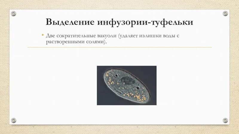 Какую функцию инфузории туфельки выполняет сократительная вакуоль. Вакуоли инфузории. Выделение инфузории туфельки кратко. Сократительная вакуоль инфузории. Инфузория туфелька выделение.