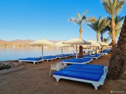 Beach albatros sharm 4 отзывы