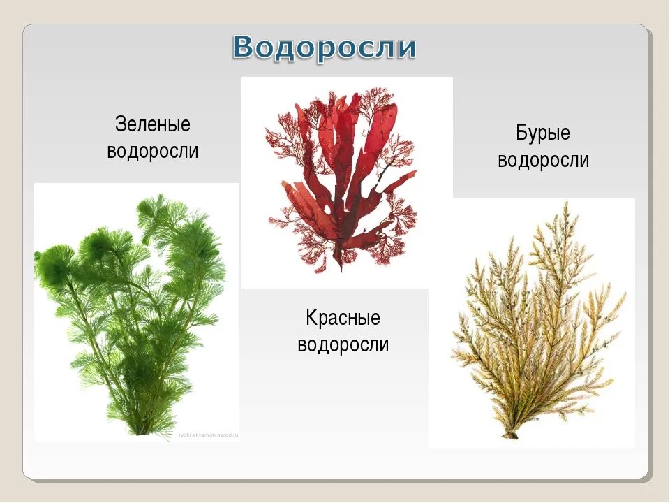 Водоросли распространены. Водоросли зеленые бурые красные. Бурые водоросли красные водоросли зеленые водоросли. Фукус зеленые водоросли красные водоросли бурые водоросли. Красные пи бурые водоросли.