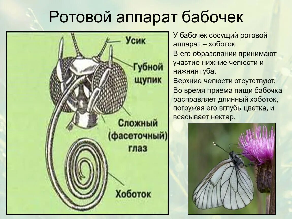 Ротовой аппарат имаго капустной белянки. Ратовой аппаратчешуе крылых. Строение ротового аппарата бабочки. Ротовой аппарат бабочек чешуекрылых. Строение ротового аппарата чешуекрылых.