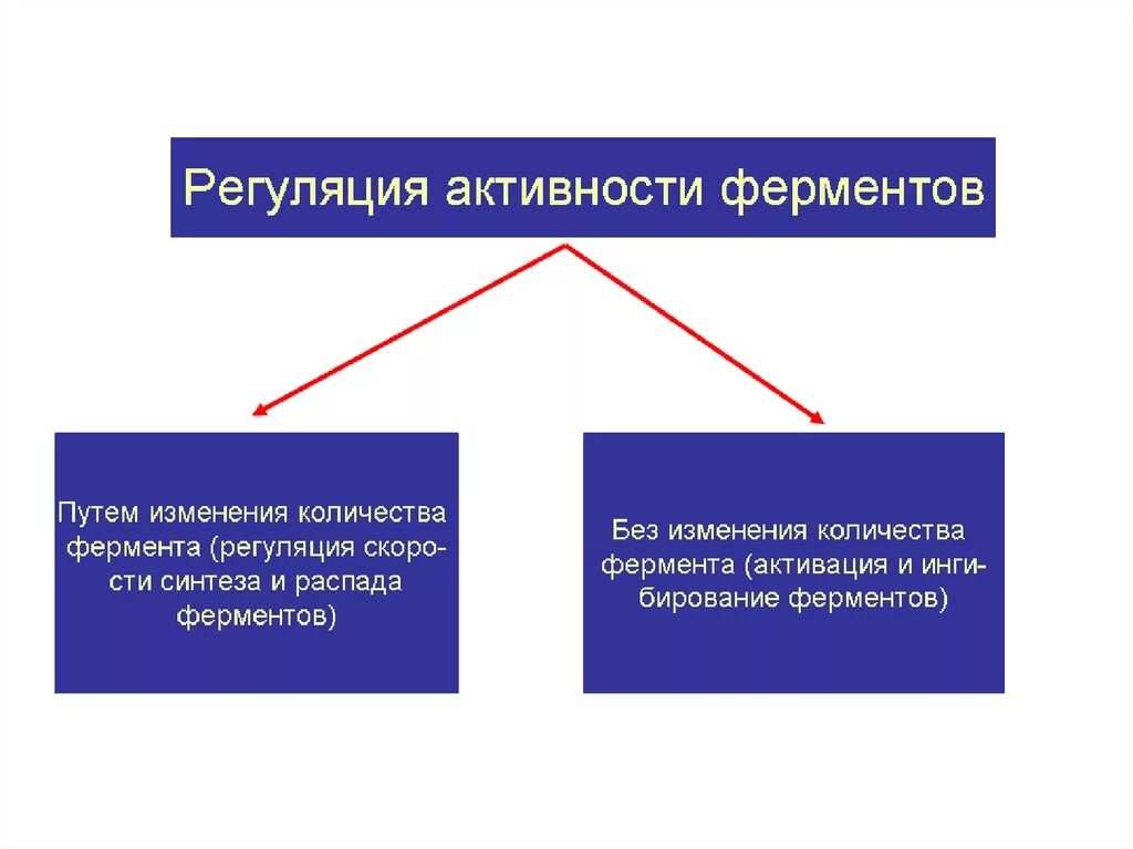 Пути регуляции активности фермента. Автономная регуляция активности ферментов. Типы регуляции активности ферментов. Регуляция активности ферменто. Регуляция количества ферментов.