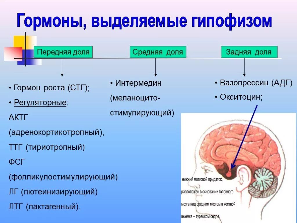 Влияние гормонов на развитие. Гормон передней доли гипофиза стимулирующий рост. Гормоны передней доли гипофиза 6 штук.