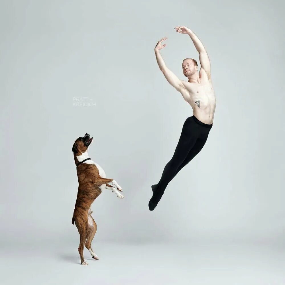 Балерина с животными. Танцы животных. Балетный собакой. Читать танец со зверем. Лисий танец.