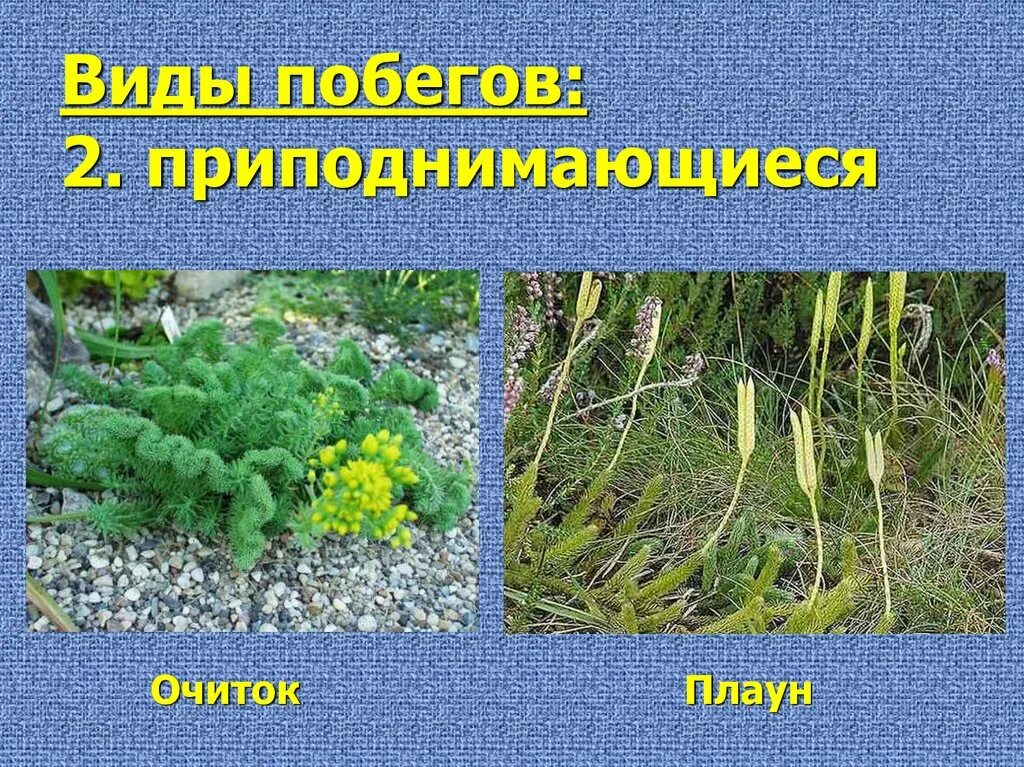 Вегетативные органы растений. Побег (Cormos) - презентация онлайн