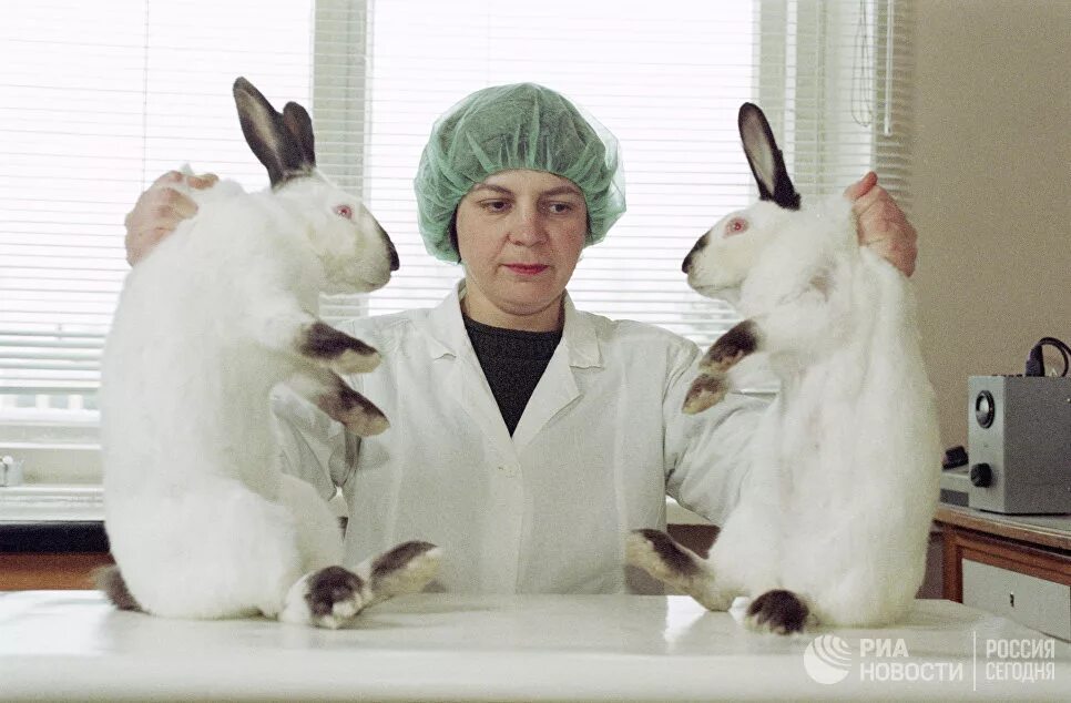 Клонирование млекопитающих животных. Клонирование животных. клонирование млекопитающих. клонировнаи емлекопитающих. экспериментальное клонирование животных.